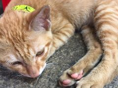 -85度C(东莞常平新南街店)