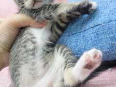 -芭比堂动物医院·24小时·眼科中心(深圳中心)