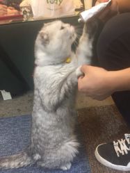 -众刺纹画·纹身·穿孔饰品·海娜定制