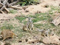 -大连森林动物园