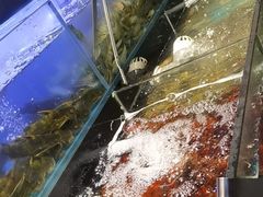 -苏格里岛自助烤肉海鲜火锅(成都金牛万达店)