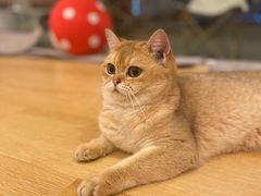 -猫咪派对(江南西店)