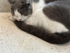 -飞行喵MR PILOT|猫舍·猫咖(静安大融城店)