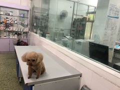 -成都民大动物医院