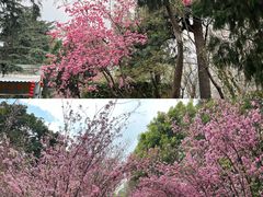 -昆明动物园