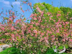 -三圣花乡旅游区