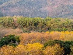 -天适樱花悠乐园