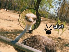 -大连森林动物园