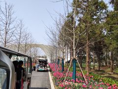 -东平国家森林公园