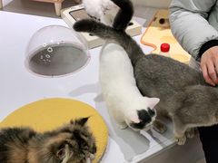 -COLOR PETS 撸猫馆·购猫·猫咖(长风大悦城店)