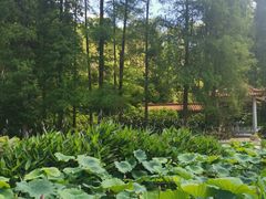 -深圳仙湖植物园-停车场