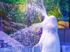 -海合安武汉极地海洋公园