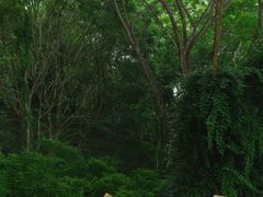 -西双版纳总佛寺