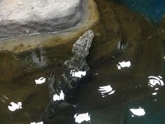 -上海大自然野生昆虫馆(东方明珠·爬宠昆虫探索中心)