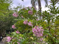 -深圳国际园林花卉博览园