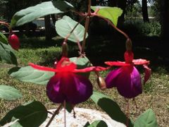 iphone_upload_pic-罗布林卡