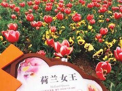 -荷兰花海