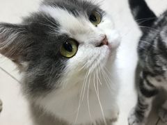 -万小咖.猫咖(中山路天虹店)