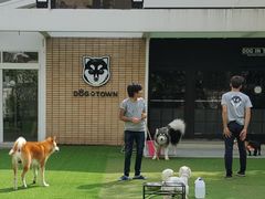 -Dog in Town Ekkamai