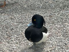 -青藏高原野生动物园