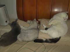 -小叮当动物医院·骨科·眼科