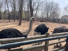 -大连森林动物园