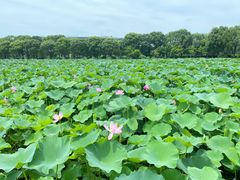 -荷塘月色湿地公园·向阳花洲