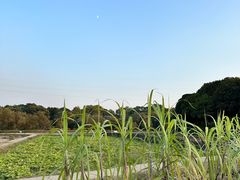 -八卦田遗址公园
