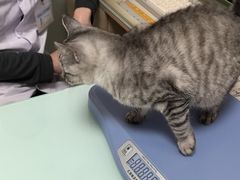 -宠福鑫康馨动物医院·骨科·眼科