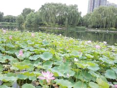 景点-望湖公园