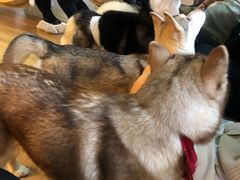 -Husky Go! 哈士奇体验馆·宠物咖啡厅狗咖
