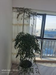 -HEYAN荷妍专业脱毛连锁机构