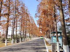 -崇海汽渡临永渡口