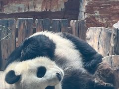 -石家庄市动物园