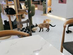 -喵园·猫主题咖啡厅·撸猫·猫咖(国贸店)