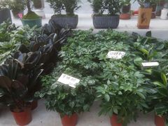 -秦美花卉(天朗·莱茵小城2期店)