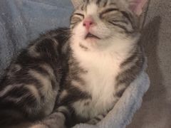 -共舞时光猫咖·狗咖(新街口店)