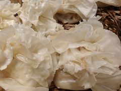 -西夏回族烧麦馆(牡丹街店)