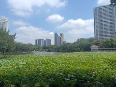 -荔湾湖公园