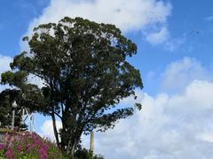 -阿尔卡特拉斯岛