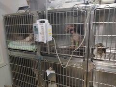 -瑞鹏宠物医院•异宠•宠保定点•流浪定点救助宠物医院(青祁店)