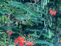 -中国科学院华南植物园