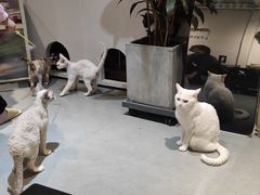 -琪喵猫屋·撸猫猫咖·猫舍