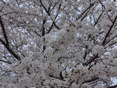 -高东镇樱花园