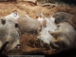 -Zoolung Zoolung动物主题公园(海信广场店)