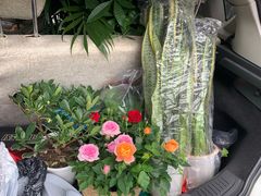 -金科花卉市场