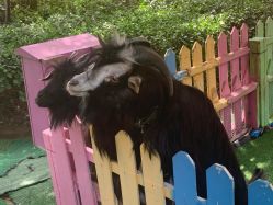 -萌宠亲子动物乐园(槐房万达店)