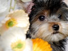 -翊宠yipet猫狗购宠庄园犬舍•猫舍