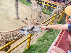 -西霞口神雕山野生动物世界