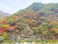 -王顺山国家森林公园